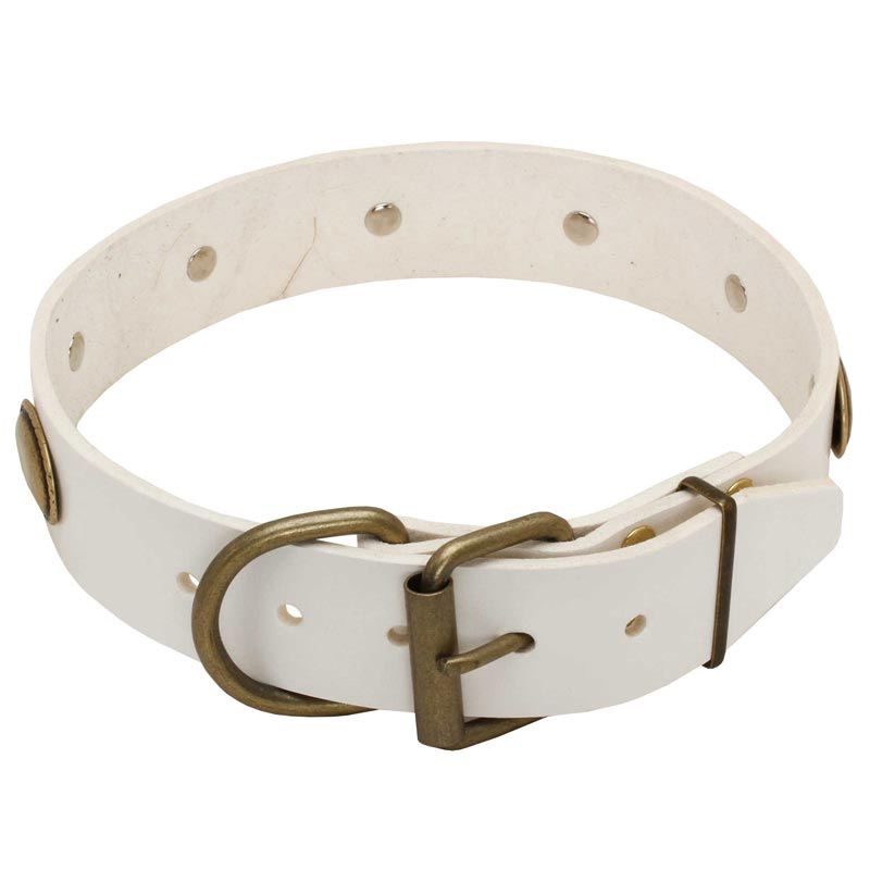 white dog collar