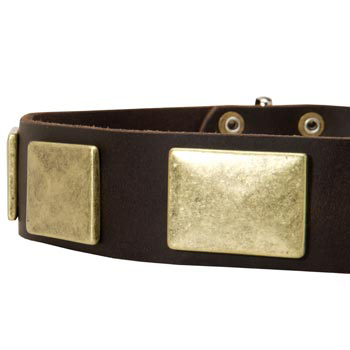 Leather Dog Collar with Massive Brass Plates for Dog